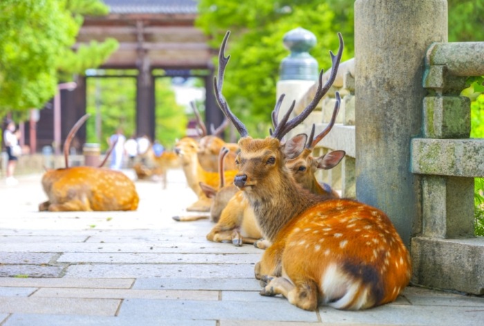 日本親子​景點推薦
