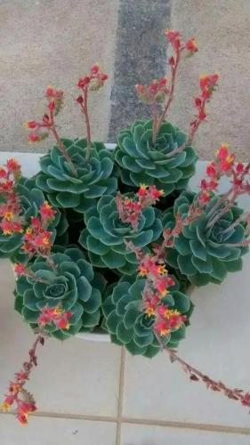 石蓮花修剪