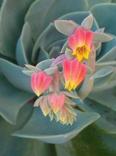 石蓮花開花