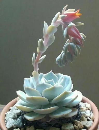 石蓮花種植 石蓮花種植