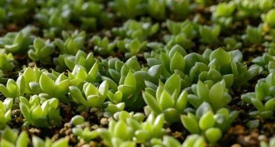 石蓮花種植基質
